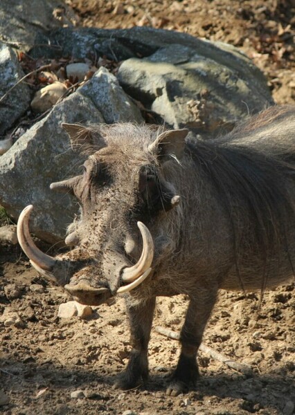 Warthog photo