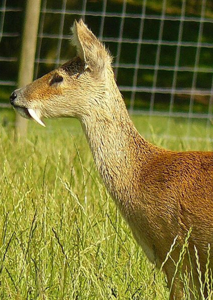 Water Deer