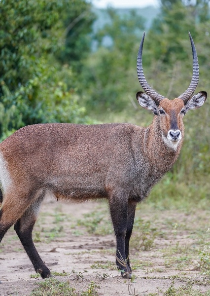 Waterbuck