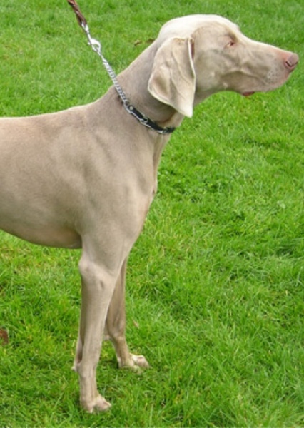 Weimaraner