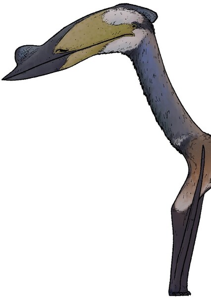 Wellnhopterus photo