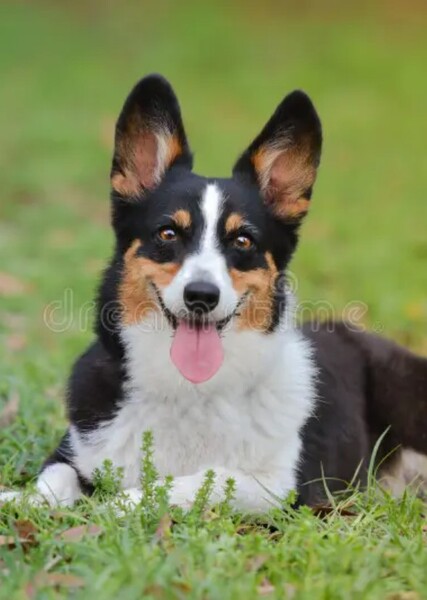 Welsh Corgi photo