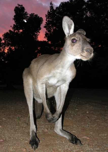 Western Grey Kangaroo