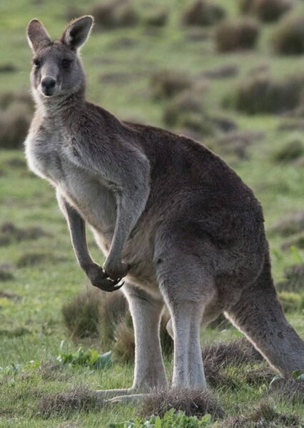 Western Grey Kangaroo