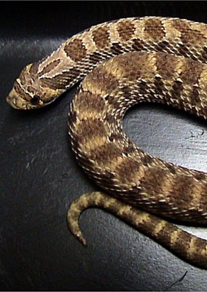 Western Hognose Snake