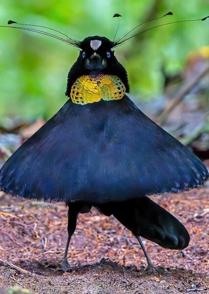 Western Parotia
