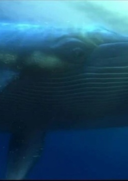 Whale (Finding Nemo) photo