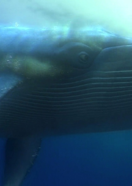 Whale (Finding Nemo) photo
