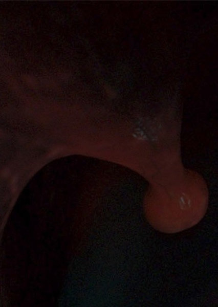 Whale (Finding Nemo) photo