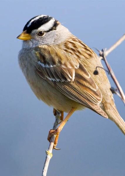 White-Crowned Sparrow