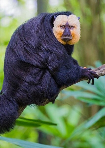 White-Faced Saki