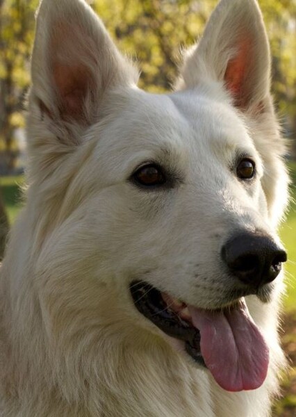 White German shepherd photo