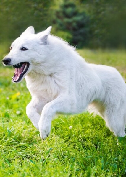 White German shepherd photo