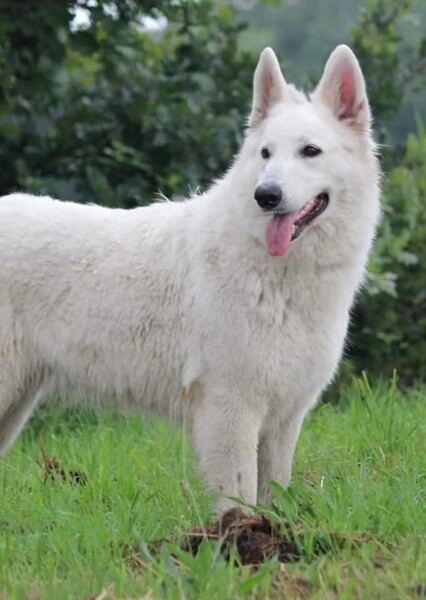 White German shepherd photo