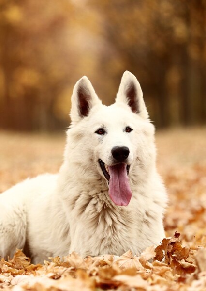 Rex the Wonder Dog
