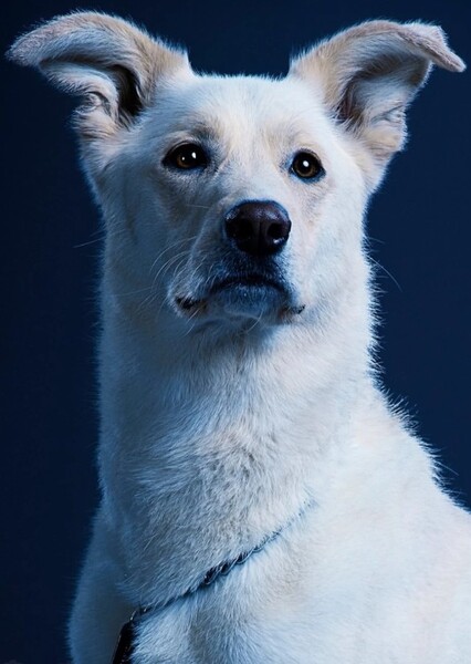 White Golden Retriever photo
