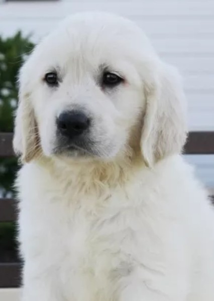 White Golden Retriever photo
