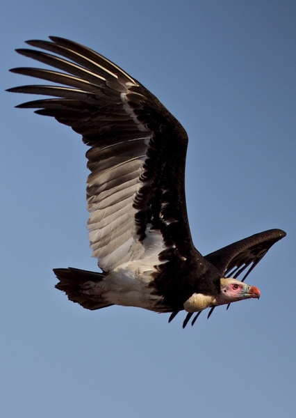 White-headed Vulture photo