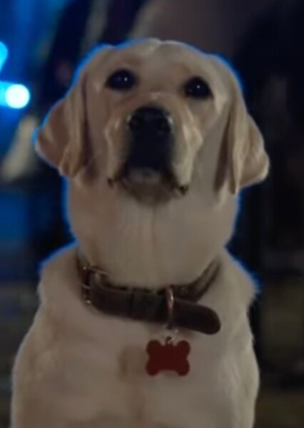 White Labrador