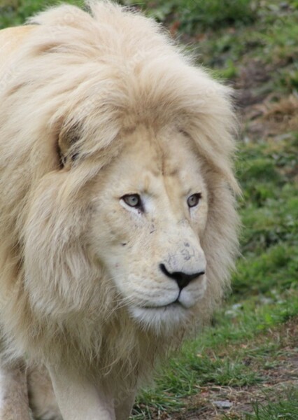 White Lion photo