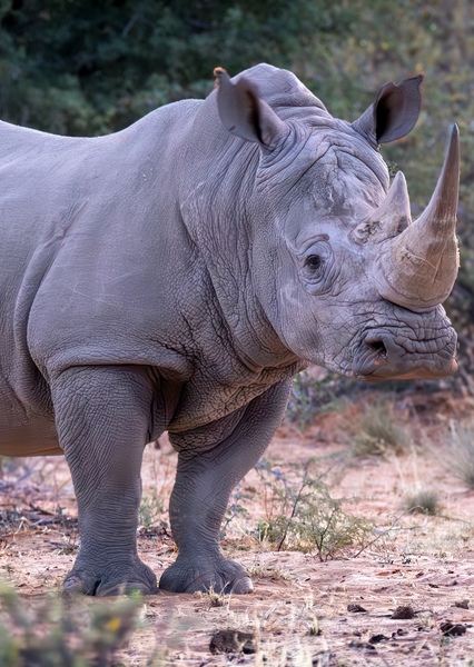 White Rhinoceros photo