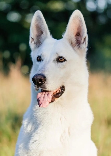White Shepherd photo