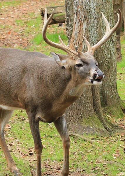 White Tailed Deer photo