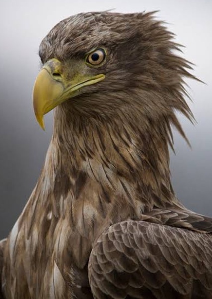 White-Tailed Eagle photo