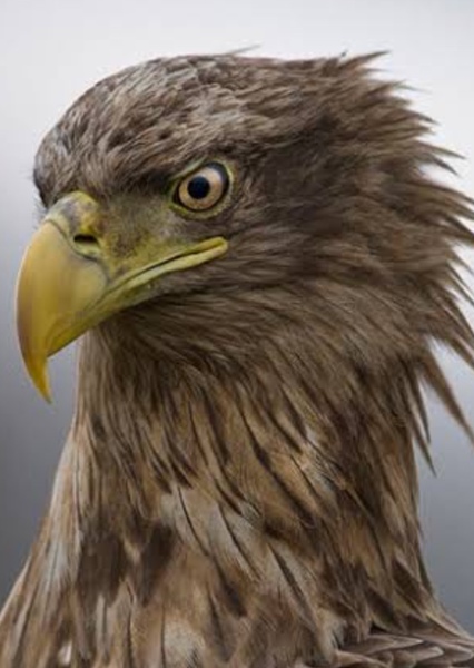 White-Tailed Eagle