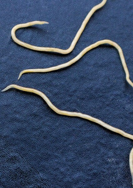White Worm