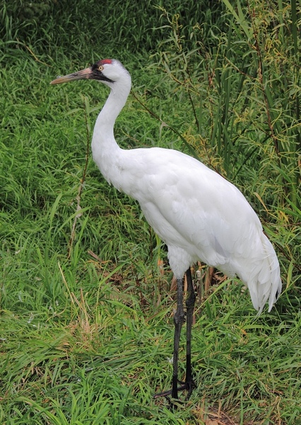 Whooping Crane