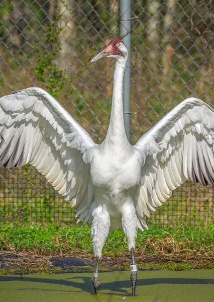 Whopping Crane