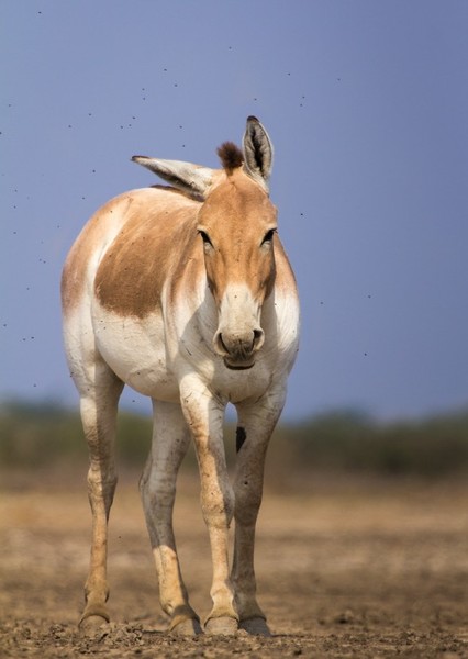 Wild Ass