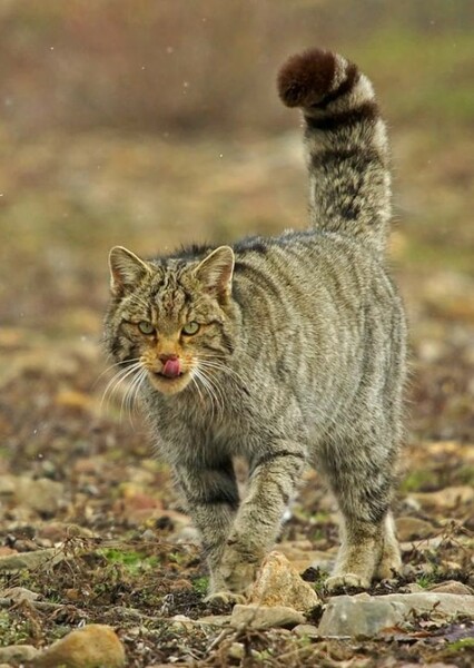 Wildcat photo