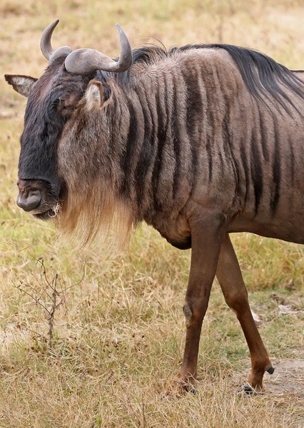 Wildebeest photo