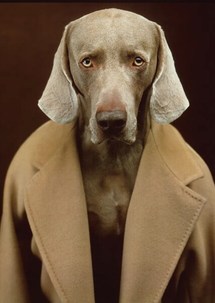 William Wegman's Dogs photo