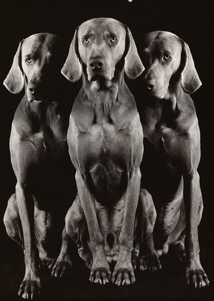 William Wegman's Dogs photo