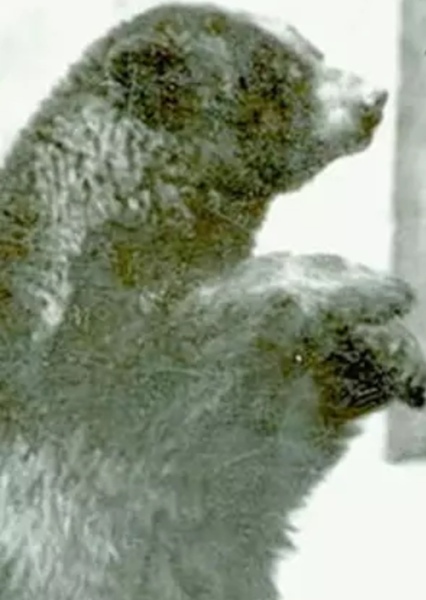Winnipeg the Bear photo