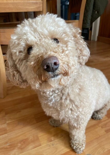 Winston Barkshall