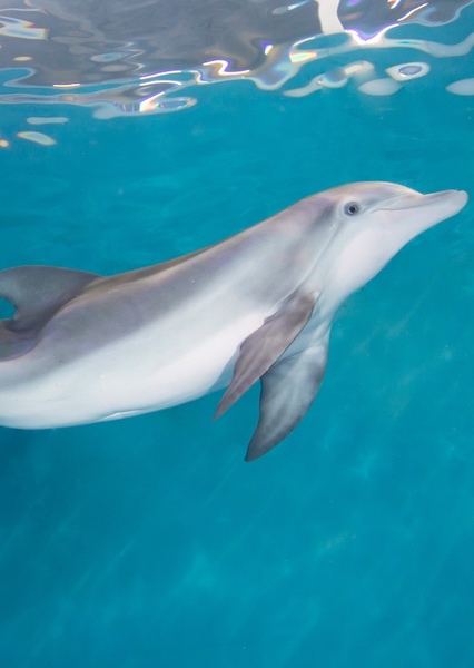 Winter the Dolphin photo