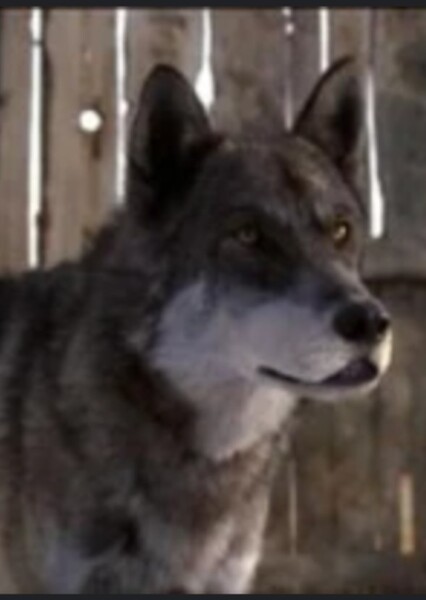 Wolf (Air Buddies) photo