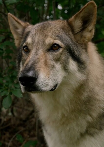 Wolfsbane photo