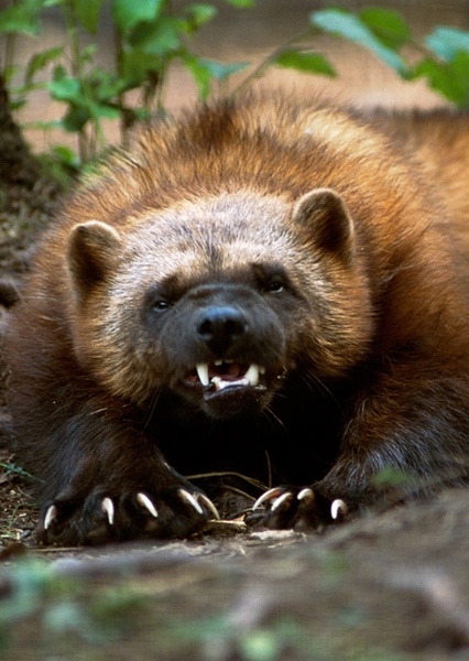 Wolverine photo