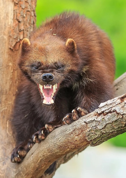 Wolverine photo