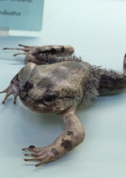 Wolverine Frog