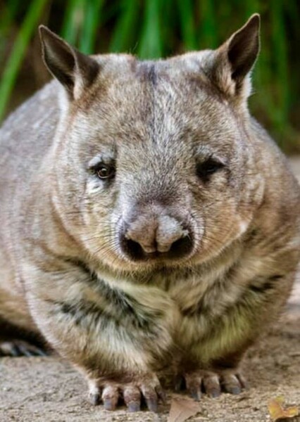 Wombat photo