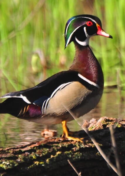 Wood Duck