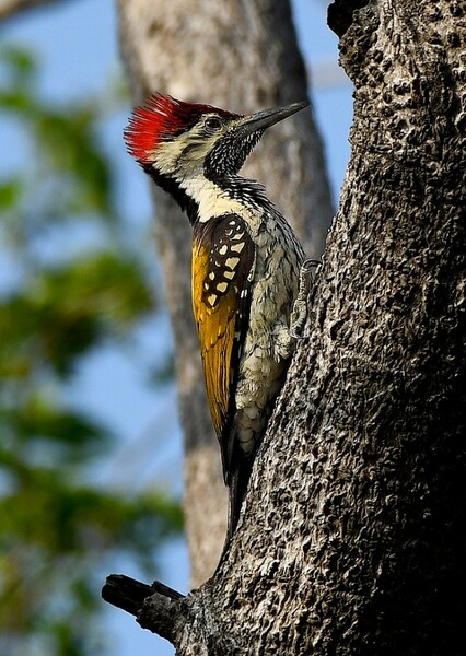 Woodpecker
