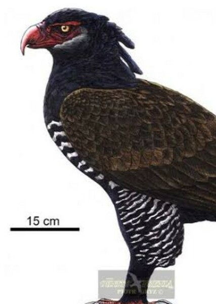 Woodward’s Eagle