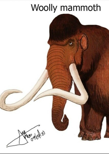 Woolly Mammoth photo